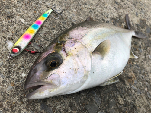 ショゴの釣果