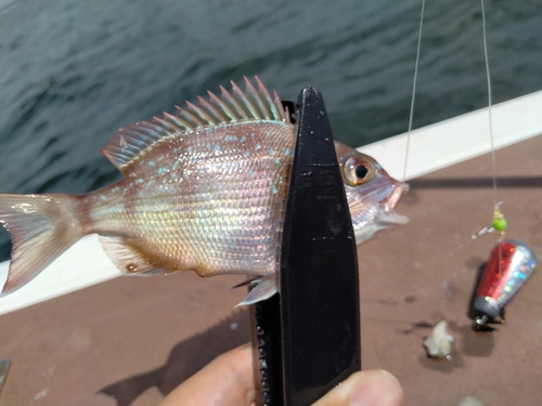 チャリコの釣果