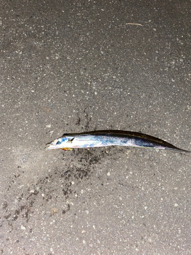 タチウオの釣果