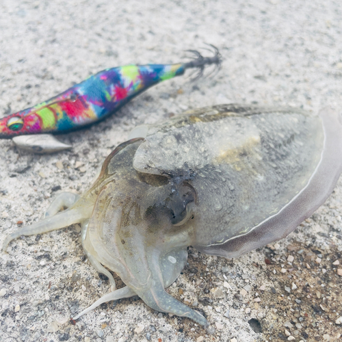 コウイカの釣果