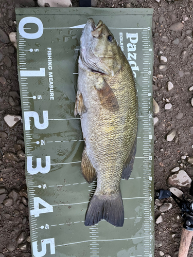 スモールマウスバスの釣果