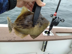 カワハギの釣果