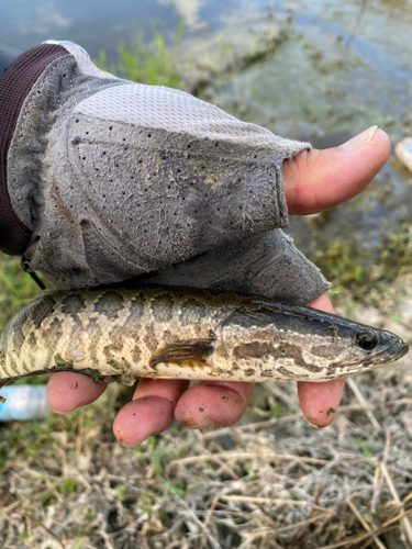 ライギョの釣果