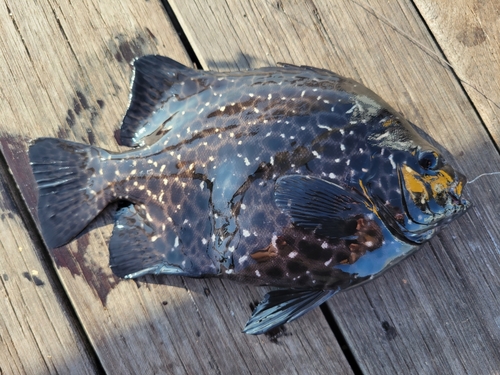 イシガキダイの釣果