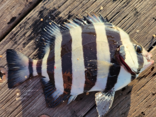 シマダイの釣果