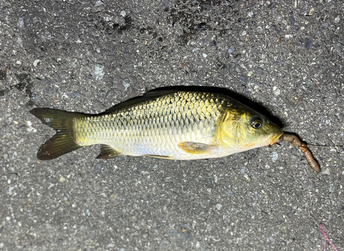 コイの釣果