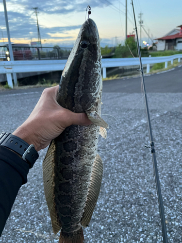 ライギョの釣果