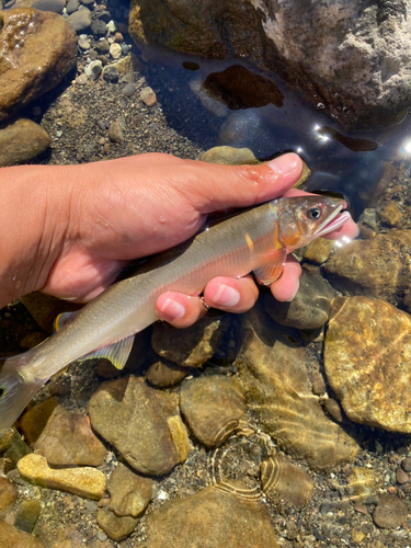 アユの釣果