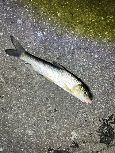 ニゴイの釣果