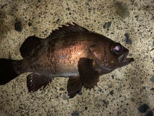 メバルの釣果