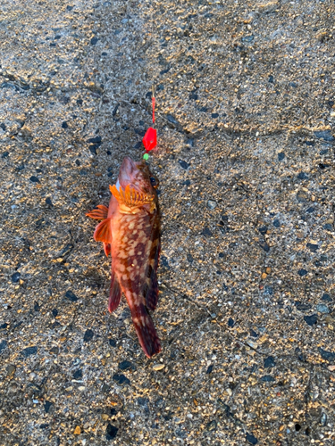 カサゴの釣果