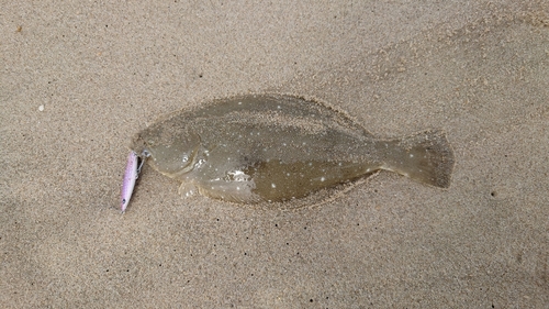 ソゲの釣果