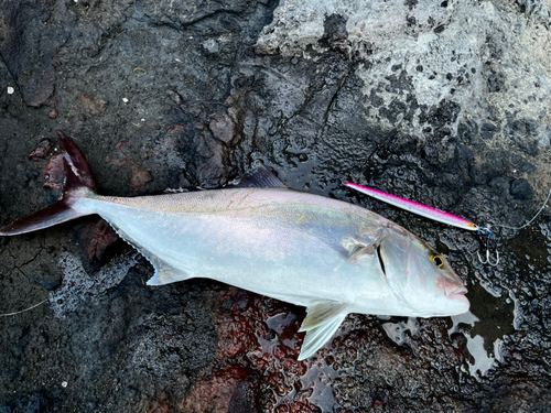 ネリゴの釣果