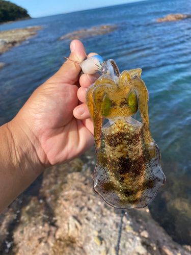 アオリイカの釣果