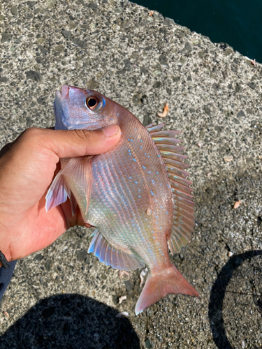 マダイの釣果