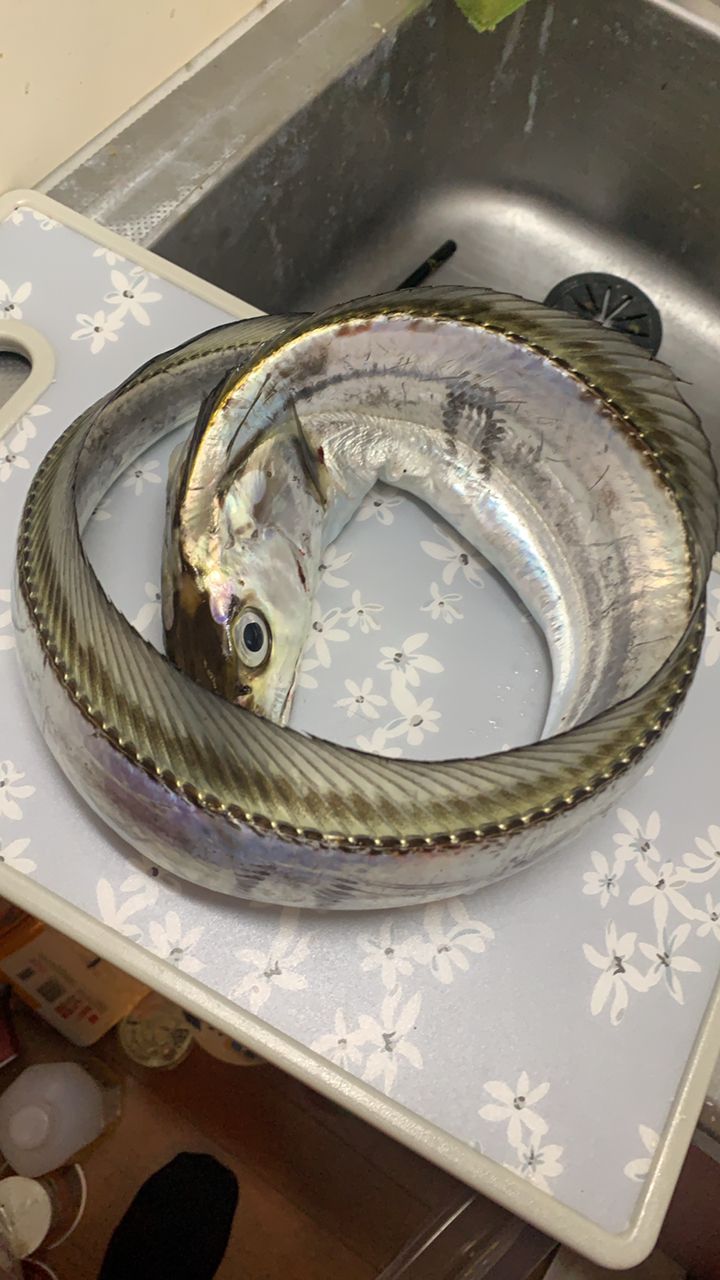 オオニベ