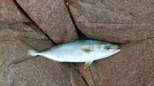 ハマチの釣果