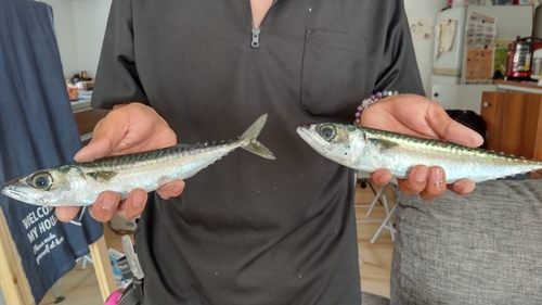 マサバの釣果