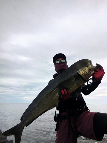 シイラの釣果