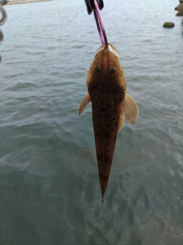 マゴチの釣果