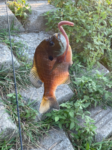 ブルーギルの釣果