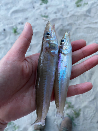 キスの釣果