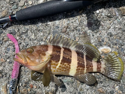 アオハタの釣果