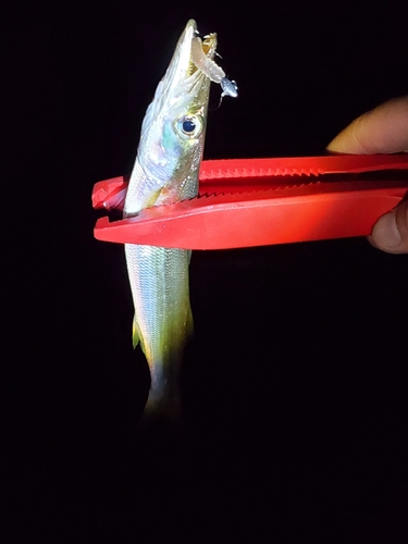 カマスの釣果