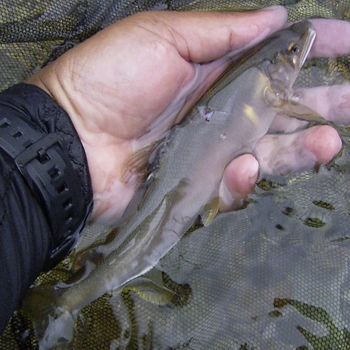 アユの釣果