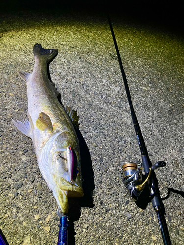 シーバスの釣果