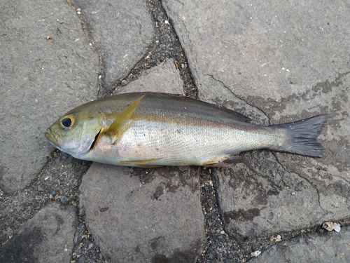 イサキの釣果