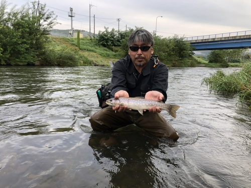 アメマスの釣果