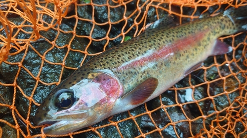 ニジマスの釣果