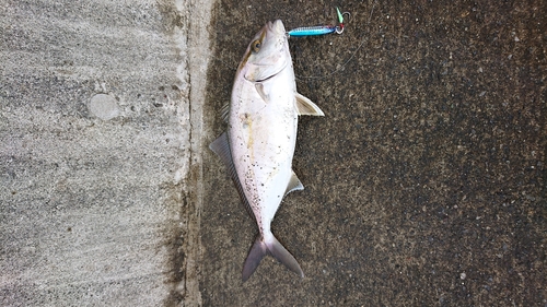 ショゴの釣果