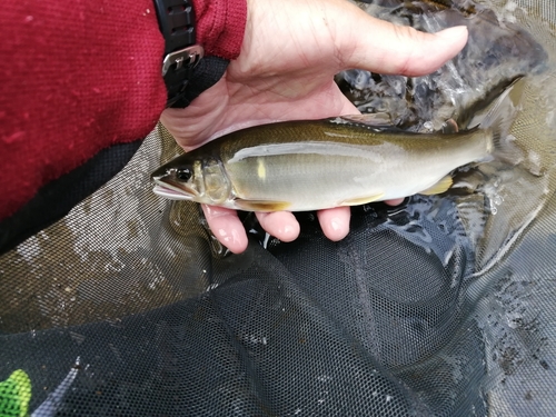 アユの釣果