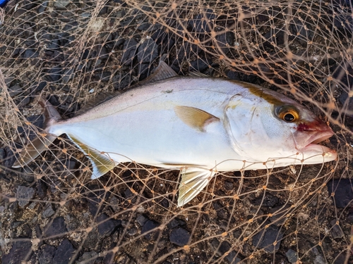 ネリゴの釣果