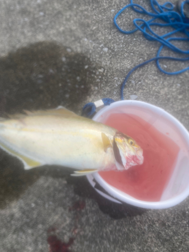 ショゴの釣果