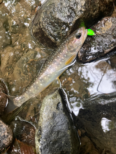 イワナの釣果