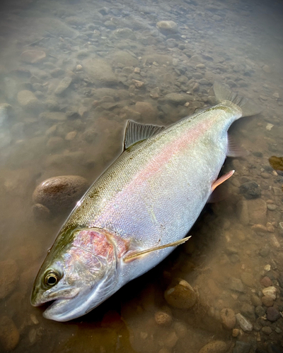 ニジマスの釣果