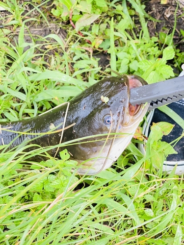 ナマズの釣果