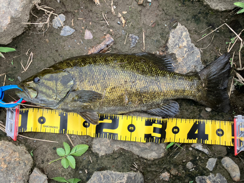 スモールマウスバスの釣果