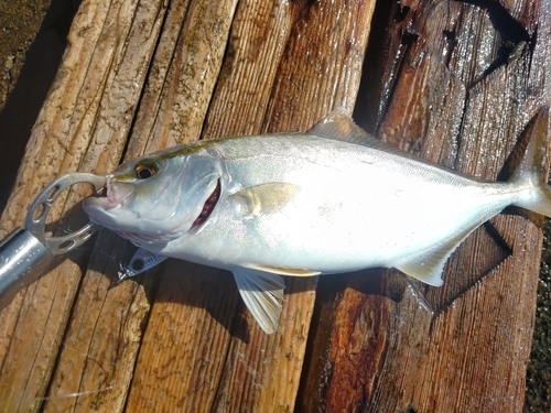 ショゴの釣果