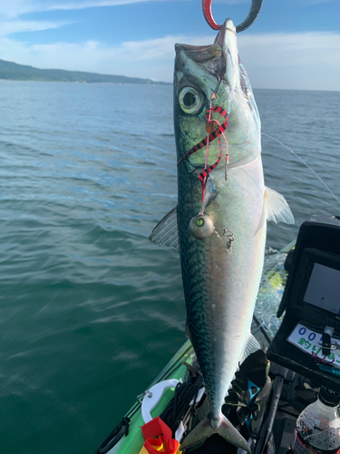 サバの釣果