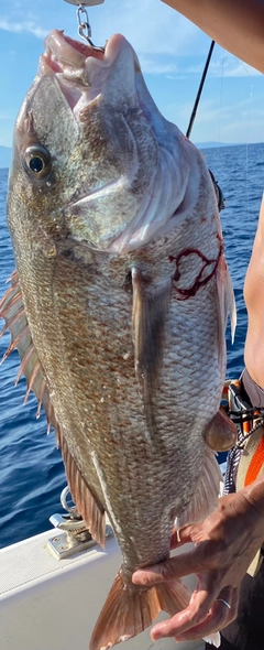 マダイの釣果