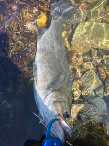 ヒラスズキの釣果