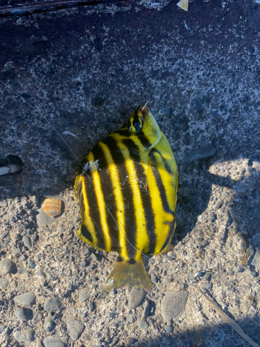 カゴカキダイの釣果