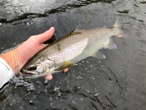 ヤマメの釣果