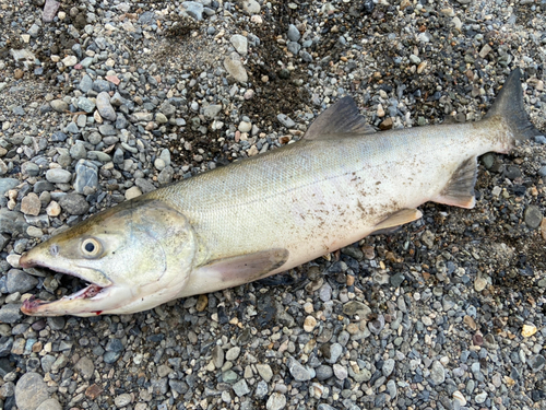 アキアジの釣果