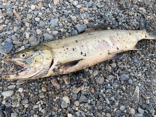 アキアジの釣果