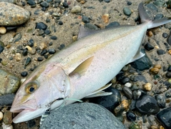 カンパチの釣果